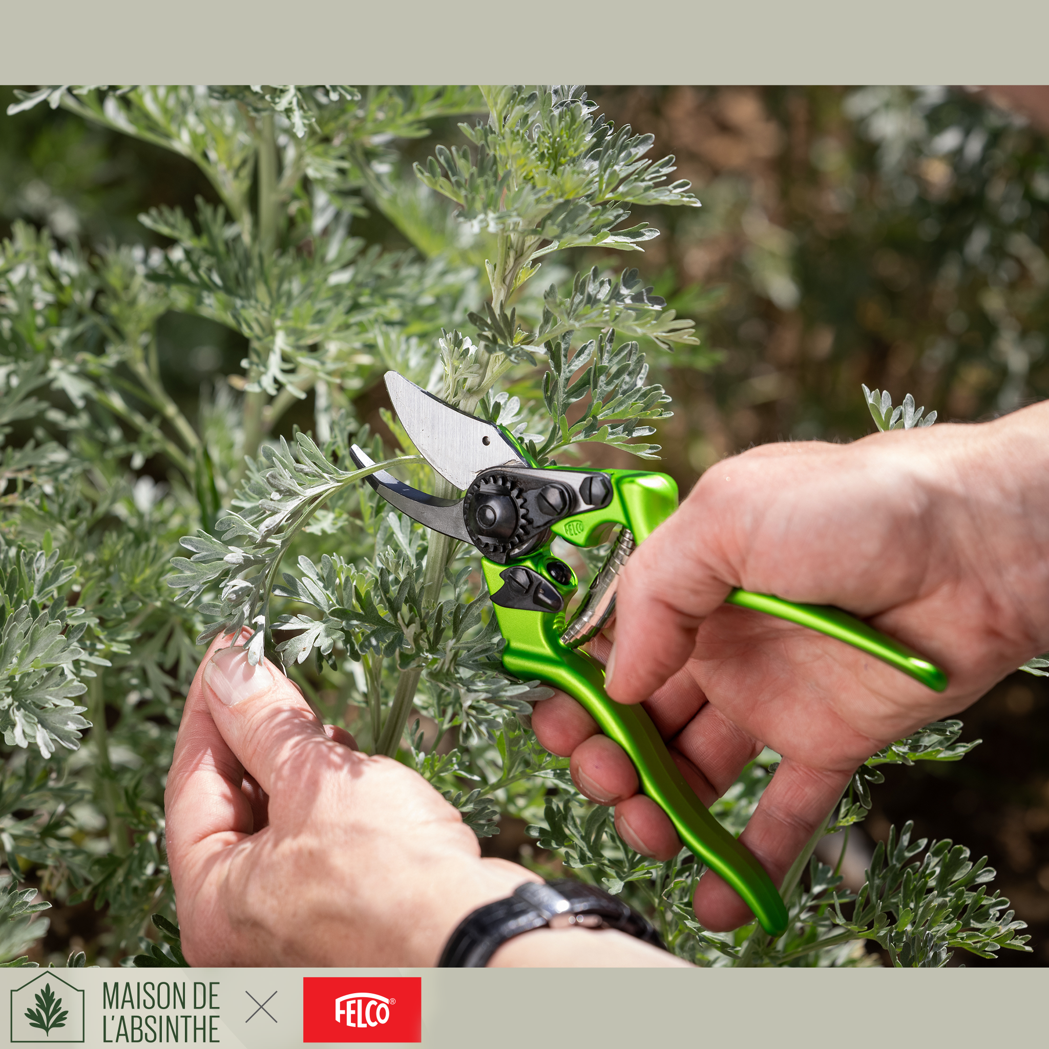 FELCO × Maison de l’Absinthe – Sécateurs Édition Limitée